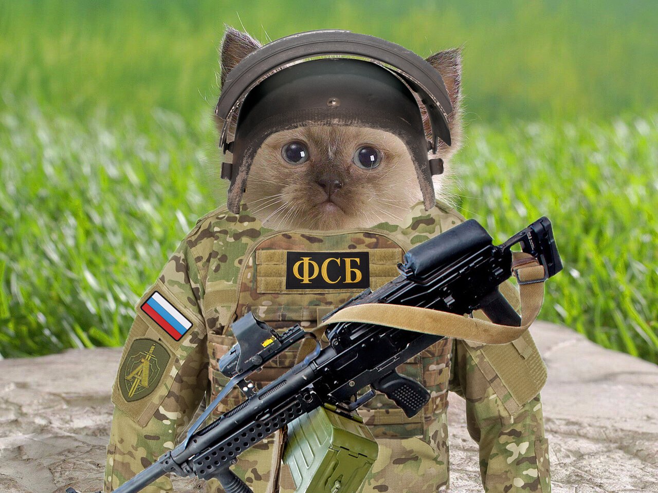 Кот военный картинки